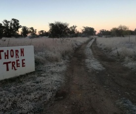 Thorn Tree Bloemfontein