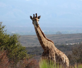 Klein Karoo Game Lodge