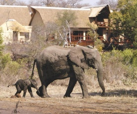 Elephant Plains Game Lodge