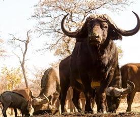 Ukuta Bush Lodge