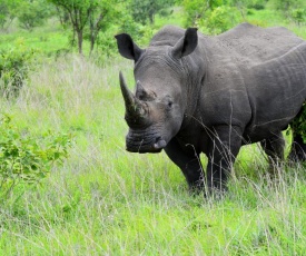 Manyeleti Safari Camp